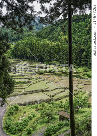 Yotsuya Senmaida rice fields after rice planting (Shinshiro City, Aichi Prefecture) Yotsuya Senmaida rice fields after rice planting (Shinshiro City, Aichi Prefecture) 114677262