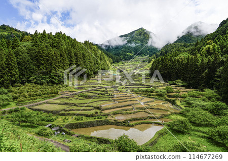 Yotsuya Senmaida rice fields after rice planting (Shinshiro City, Aichi Prefecture) 114677269