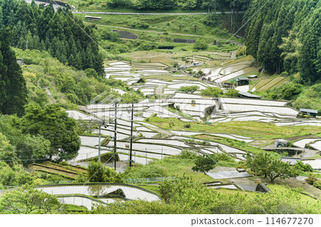 Yotsuya Senmaida rice fields after rice planting (Shinshiro City, Aichi Prefecture) 114677270