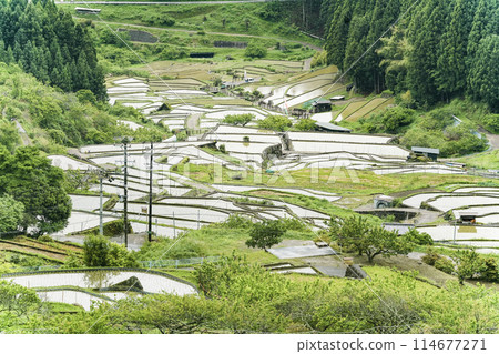 Yotsuya Senmaida rice fields after rice planting (Shinshiro City, Aichi Prefecture) 114677271