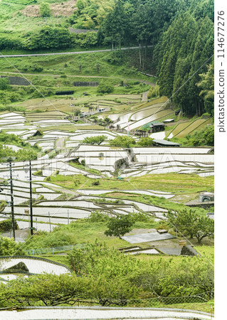 Yotsuya Senmaida rice fields after rice planting (Shinshiro City, Aichi Prefecture) Yotsuya Senmaida rice fields after rice planting (Shinshiro City, Aichi Prefecture) 114677276