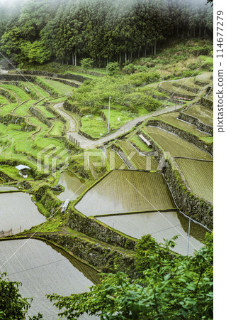 Yotsuya Senmaida rice fields after rice planting (Shinshiro City, Aichi Prefecture) Yotsuya Senmaida rice fields after rice planting (Shinshiro City, Aichi Prefecture) 114677279