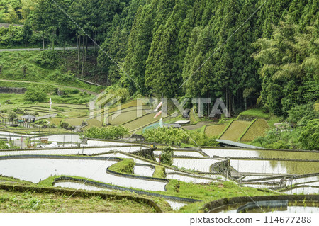 插秧後的四谷千枚田（愛知縣新城） 114677288