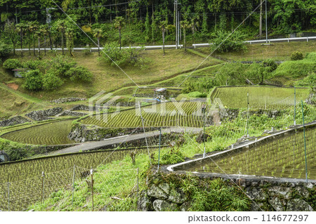 Yotsuya Senmaida rice fields after rice planting (Shinshiro City, Aichi Prefecture) 114677297