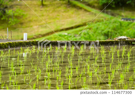 Yotsuya Senmaida rice fields after rice planting (Shinshiro City, Aichi Prefecture) 114677300
