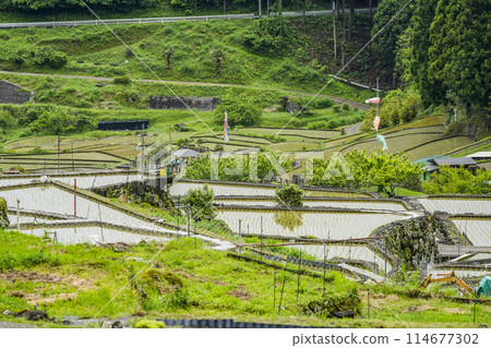 Yotsuya Senmaida rice fields after rice planting (Shinshiro City, Aichi Prefecture) Yotsuya Senmaida rice fields after rice planting (Shinshiro City, Aichi Prefecture) 114677302