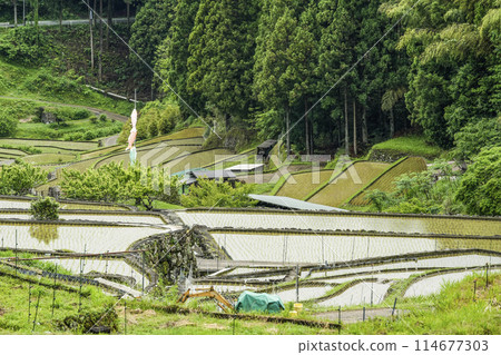 Yotsuya Senmaida rice fields after rice planting (Shinshiro City, Aichi Prefecture) Yotsuya Senmaida rice fields after rice planting (Shinshiro City, Aichi Prefecture) 114677303