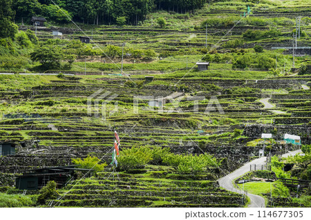 Yotsuya Senmaida rice fields after rice planting (Shinshiro City, Aichi Prefecture) Yotsuya Senmaida rice fields after rice planting (Shinshiro City, Aichi Prefecture) 114677305
