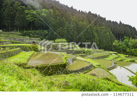 Yotsuya Senmaida rice fields after rice planting (Shinshiro City, Aichi Prefecture) 114677311