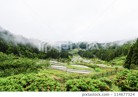 Yotsuya Senmaida rice fields after rice planting (Shinshiro City, Aichi Prefecture) 114677324