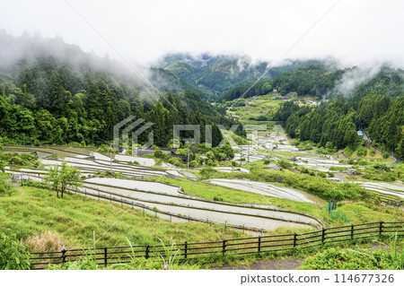 Yotsuya Senmaida rice fields after rice planting (Shinshiro City, Aichi Prefecture) Yotsuya Senmaida rice fields after rice planting (Shinshiro City, Aichi Prefecture) 114677326