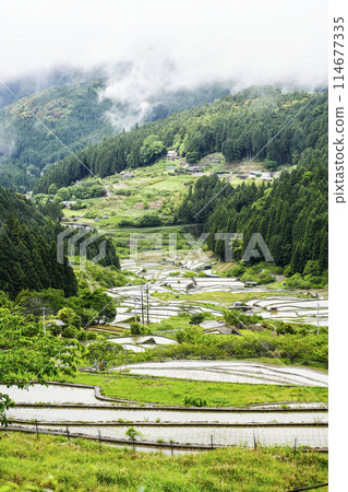 Yotsuya Senmaida rice fields after rice planting (Shinshiro City, Aichi Prefecture) Yotsuya Senmaida rice fields after rice planting (Shinshiro City, Aichi Prefecture) 114677335