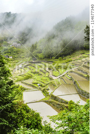 插秧後的四谷千枚田（愛知縣新城） 114677340