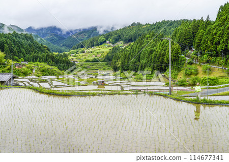 Yotsuya Senmaida rice fields after rice planting (Shinshiro City, Aichi Prefecture) 114677341