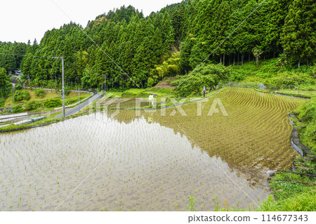 插秧後的四谷千枚田(愛知縣新城) 插秧後的四谷千枚田(愛知縣新城) 114677343