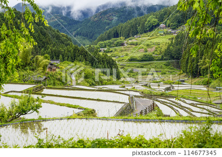 插秧後的四谷千枚田（愛知縣新城） 114677345