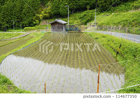 Yotsuya Senmaida rice fields after rice planting (Shinshiro City, Aichi Prefecture) Yotsuya Senmaida rice fields after rice planting (Shinshiro City, Aichi Prefecture) 114677350
