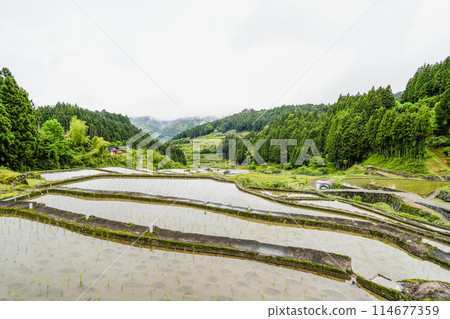 Yotsuya Senmaida rice fields after rice planting (Shinshiro City, Aichi Prefecture) Yotsuya Senmaida rice fields after rice planting (Shinshiro City, Aichi Prefecture) 114677359