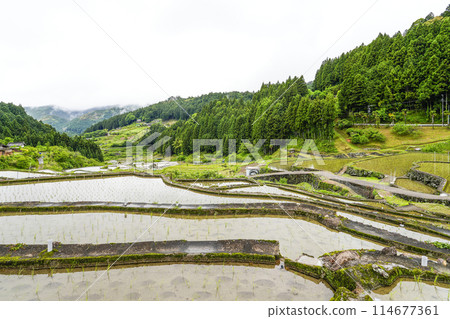 Yotsuya Senmaida rice fields after rice planting (Shinshiro City, Aichi Prefecture) Yotsuya Senmaida rice fields after rice planting (Shinshiro City, Aichi Prefecture) 114677361