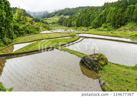 Yotsuya Senmaida rice fields after rice planting (Shinshiro City, Aichi Prefecture) 114677367