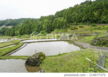 Yotsuya Senmaida rice fields after rice planting (Shinshiro City, Aichi Prefecture) Yotsuya Senmaida rice fields after rice planting (Shinshiro City, Aichi Prefecture) 114677370