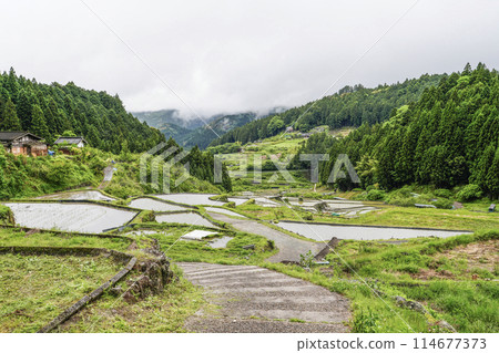 插秧後的四谷千枚田(愛知縣新城) 插秧後的四谷千枚田(愛知縣新城) 114677373