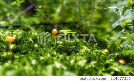 苔蘚、蘑菇和水滴 114677395