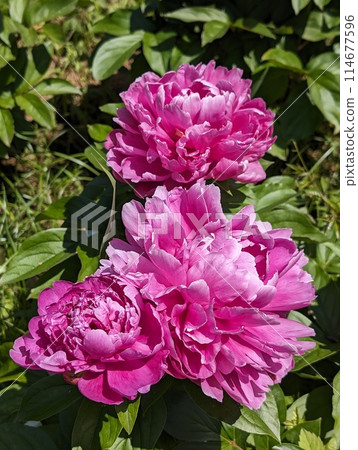 Peony, a perennial plant introduced to Japan as a medicinal plant Peony, a perennial plant introduced to Japan as a medicinal plant 114677596
