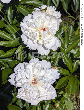Peony, a perennial plant introduced to Japan as a medicinal plant Peony, a perennial plant introduced to Japan as a medicinal plant 114677597