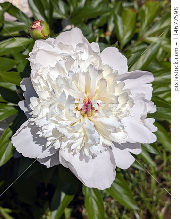 Peony, a perennial plant introduced to Japan as a medicinal plant Peony, a perennial plant introduced to Japan as a medicinal plant 114677598