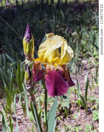 German irises brighten up flower beds in early summer 114677610