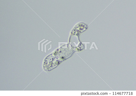 Amoeba Amoeba 114677718