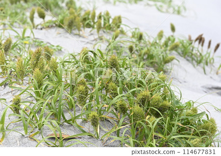 Kobo barley blooming on the beach 114677831