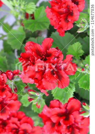 紅色天竺葵(花式天竺葵) 紅色天竺葵(花式天竺葵) 114677836