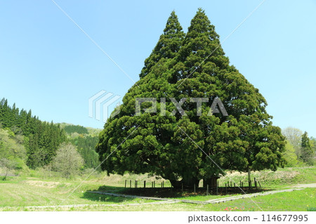 Kosugi's Large Cedar (Totoro Tree) 114677995