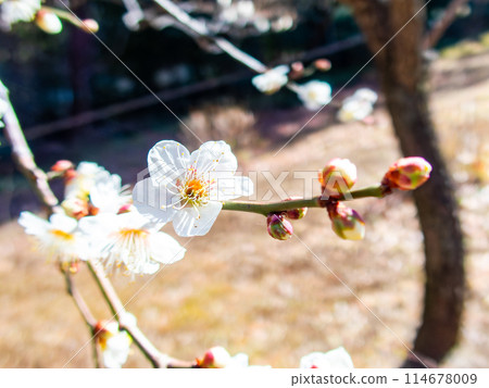 Neat white plum blossoms in full bloom heralding the arrival of spring 114678009