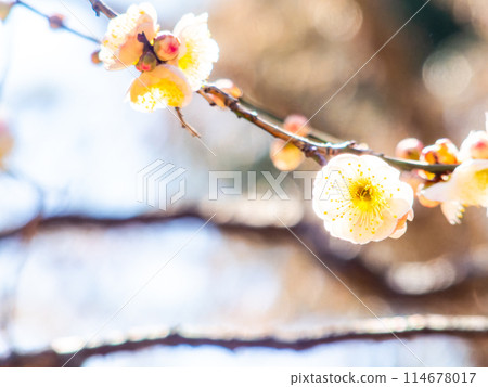 潔白的梅花盛開預示著春天的到來 114678017