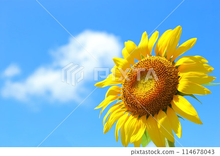 向日葵的花朵 114678043