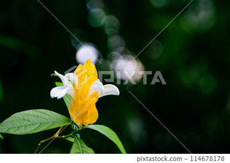 薑黃Sango Bana 114678178