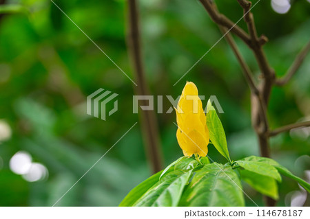 薑黃Sango Bana 薑黃Sango Bana 114678187