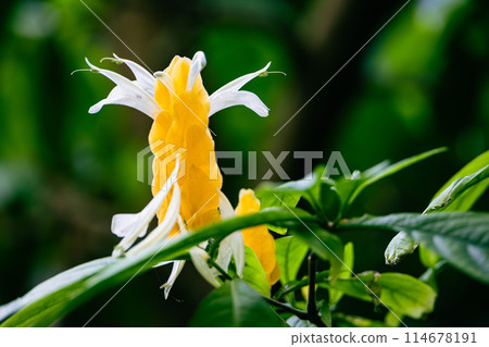 薑黃Sango Bana 114678191