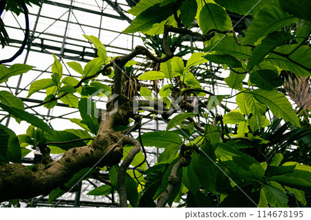 植物園裡的沙拉樹 114678195