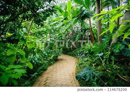 夢之島熱帶植物博物館內的風景 114678200