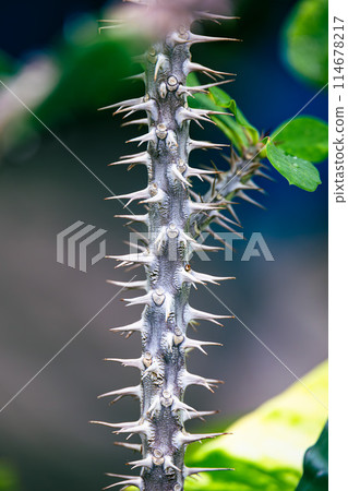 Euphorbia milii spines 114678217