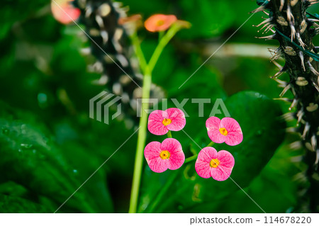 哈納基林花 114678220