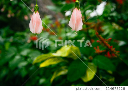 Pink eel blackfly 114678226