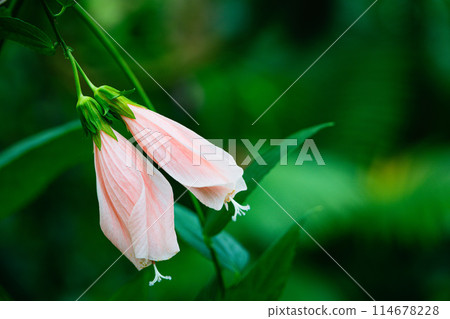 Pink eel blackfly 114678228