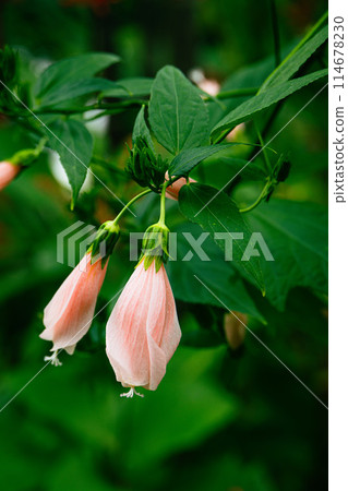 Pink eel blackfly 114678230