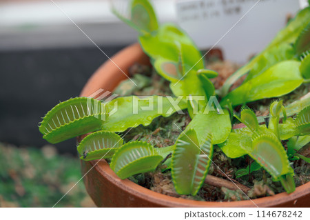 Venus flytrap in a flowerpot 114678242