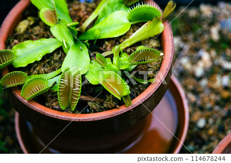 花盆裡的維納斯捕蠅草 114678244